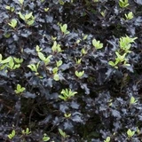 Pittosporum tenuifolium Tom Thumb