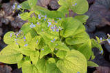 Brunnera macrophylla Diane’s Gold