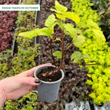 Physocarpus opulifolius Darts Gold