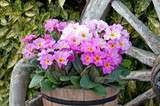 Polyanthus Stella Pink Champagne (Maxi Plugs)