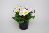 Polyanthus Snow White (Maxi Plugs)