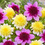 Dahlia 'Freya's Paso Doble'