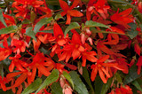 Begonia Starshine Orange