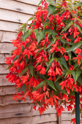 Begonia Starshine Orange