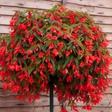 Begonia Starshine Orange