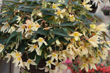 Begonia Starshine Yellow