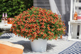 Calibrachoa Orange Punch