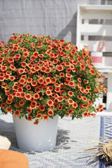 Calibrachoa Orange Punch