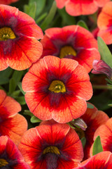 Calibrachoa Orange Punch