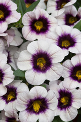 Calibrachoa Blueberry Punch