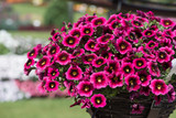 Calibrachoa Strawberry Punch