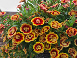 Calibrachoa Calita Double Sunset Bicolour