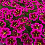 Calibrachoa Cabaret Good Night Kiss