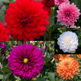 Dahlia Maxi Mix