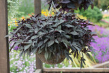 Ipomoea Sweet Caroline Purple