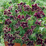 Petunia Tumbelina Superstar