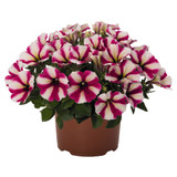 Petunia Sweetunia Hot Pink Touch