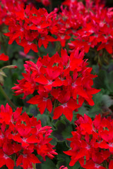 Geranium Summer Twist Red