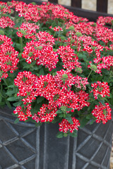 Verbena Voodoo Red Star