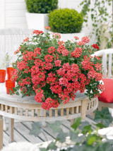 Verbena Voodoo Red Star