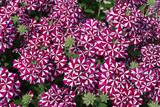 Verbena Voodoo Burgundy Star