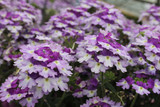 Verbena Samira Burgundy Wing