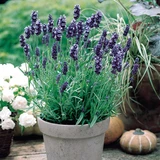 Lavender Hidcote (Garden Ready)