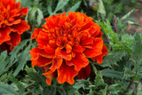 Marigold Fireball