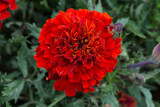 Marigold Fireball