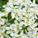 Choisya dewitteana Aztec Pearl