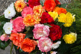 Begonia Majestic F1 Mix