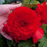 Begonia Majestic F1 Mix