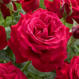 Rose Dame De Coeur