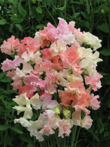 Sweet Pea Frills & Blushes