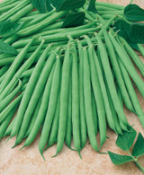 Dwarf French Bean Primervera