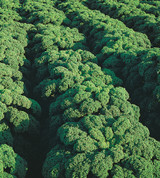 Kale Reflex