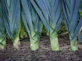Leek Mercurian