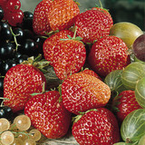 Strawberry Honeoye