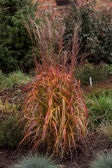 Miscanthus sinensis 'Navajo'