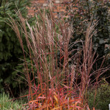 Miscanthus sinensis 'Navajo'