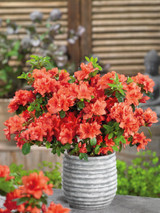 Azalea Geisha Orange