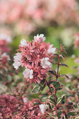 Abelia grandiflora Magic Daydream