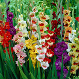 Gladiolus Butterfly Mixed Promo