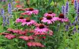 ​Garden Trends for 2024 to Look Out For