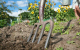 Allotment Loving Plants to Grow This Season