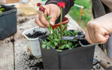 ​What Is an Annual Plant?