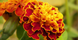 Gardening Jobs for April