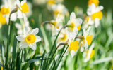 ​Are Daffodils the Same as Narcissus? Everything You Need to Know