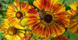 Gardening Jobs for August