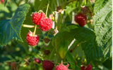 How to Plant Raspberries